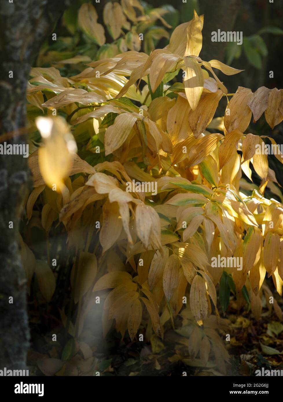 Feuilles d'automne du nénuphars géant de la vallée, Banque D'Images