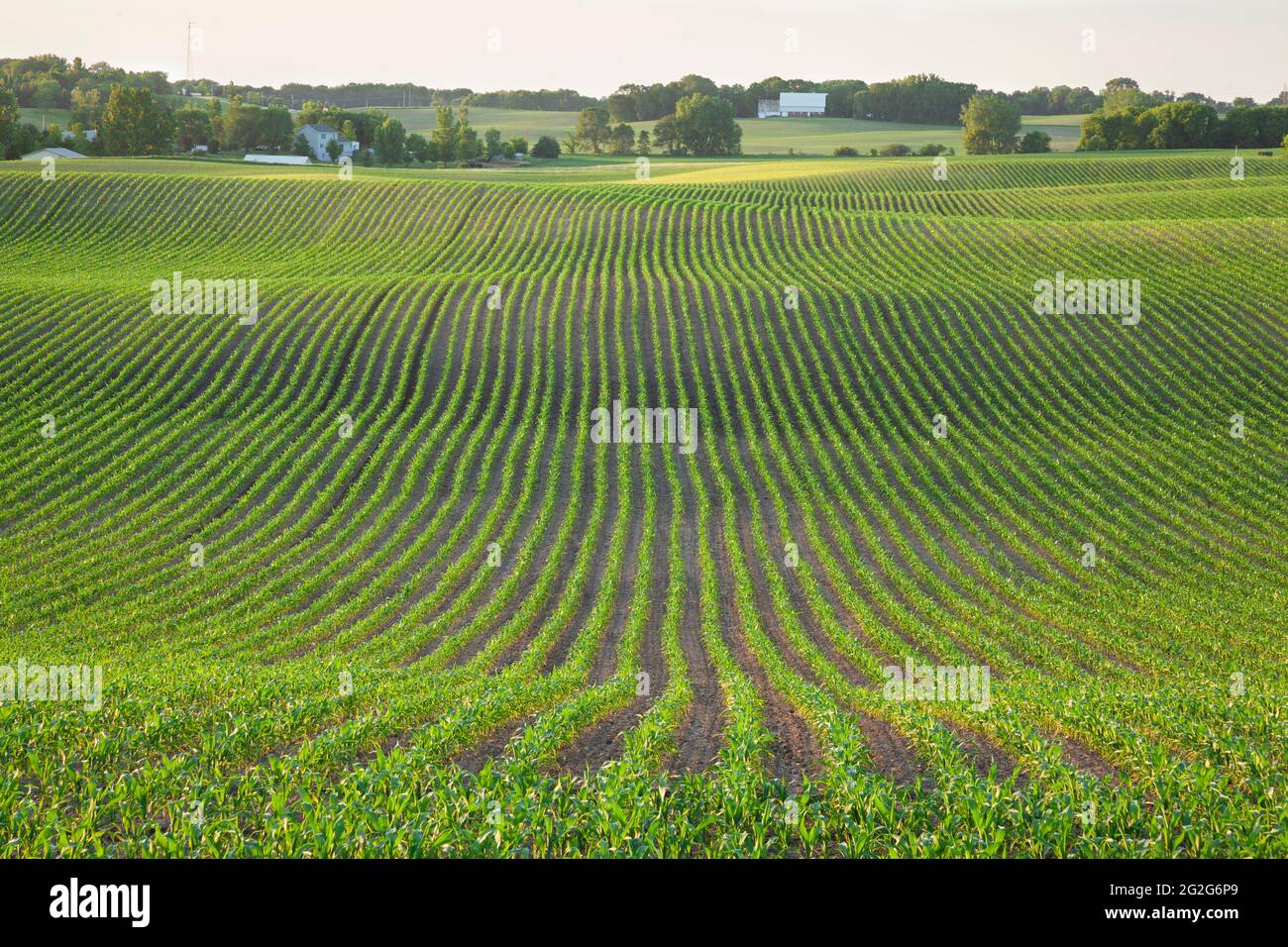 Champ de maïs jeune et fermes sur des collines ondoyantes au coucher du soleil le jour du printemps dans le centre du Minnesota Banque D'Images