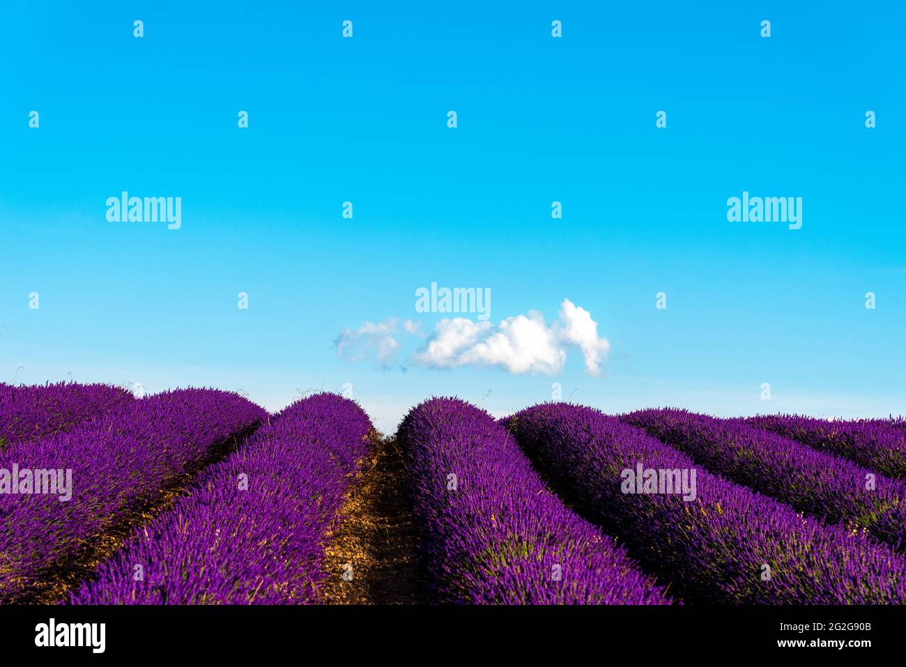 Minimaliste Violet Lavender Field contre bleu ciel blanc nuage Banque D'Images