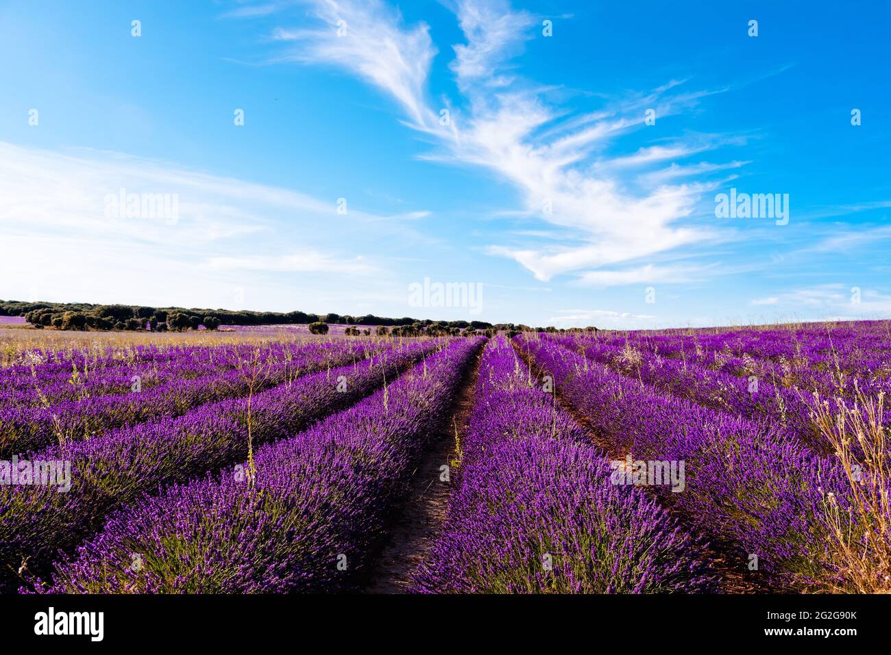 Champs de lavande violets. Paysage d'été au coucher du soleil à Brihuega Banque D'Images