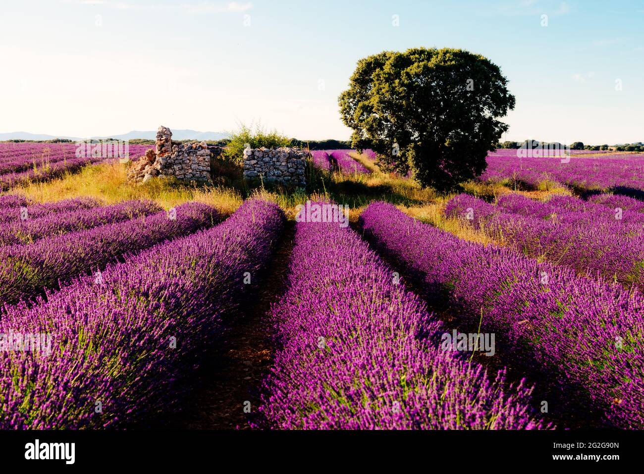 Champs de lavande violets avec arbre et ancienne maison. Coucher de soleil d'été la Banque D'Images