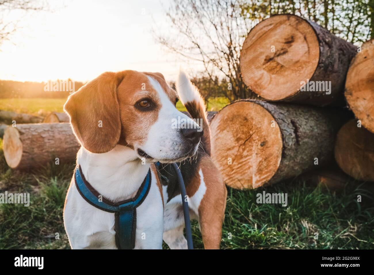 Portrait de chien arrière-plan éclairé. Beagle debout dans l'herbe Banque D'Images