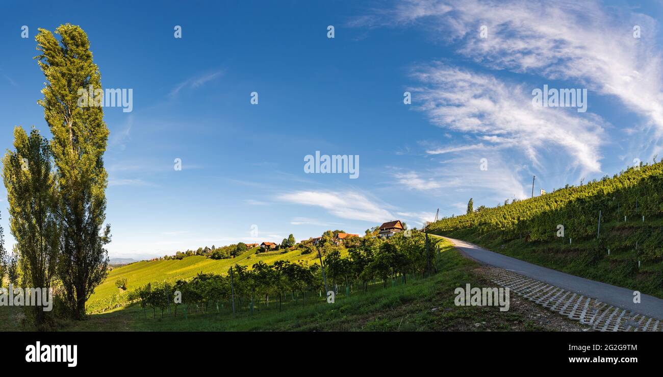 Styrian Toscane Vineyard en automne près de Weingut Regele à Ewitsch. Banque D'Images