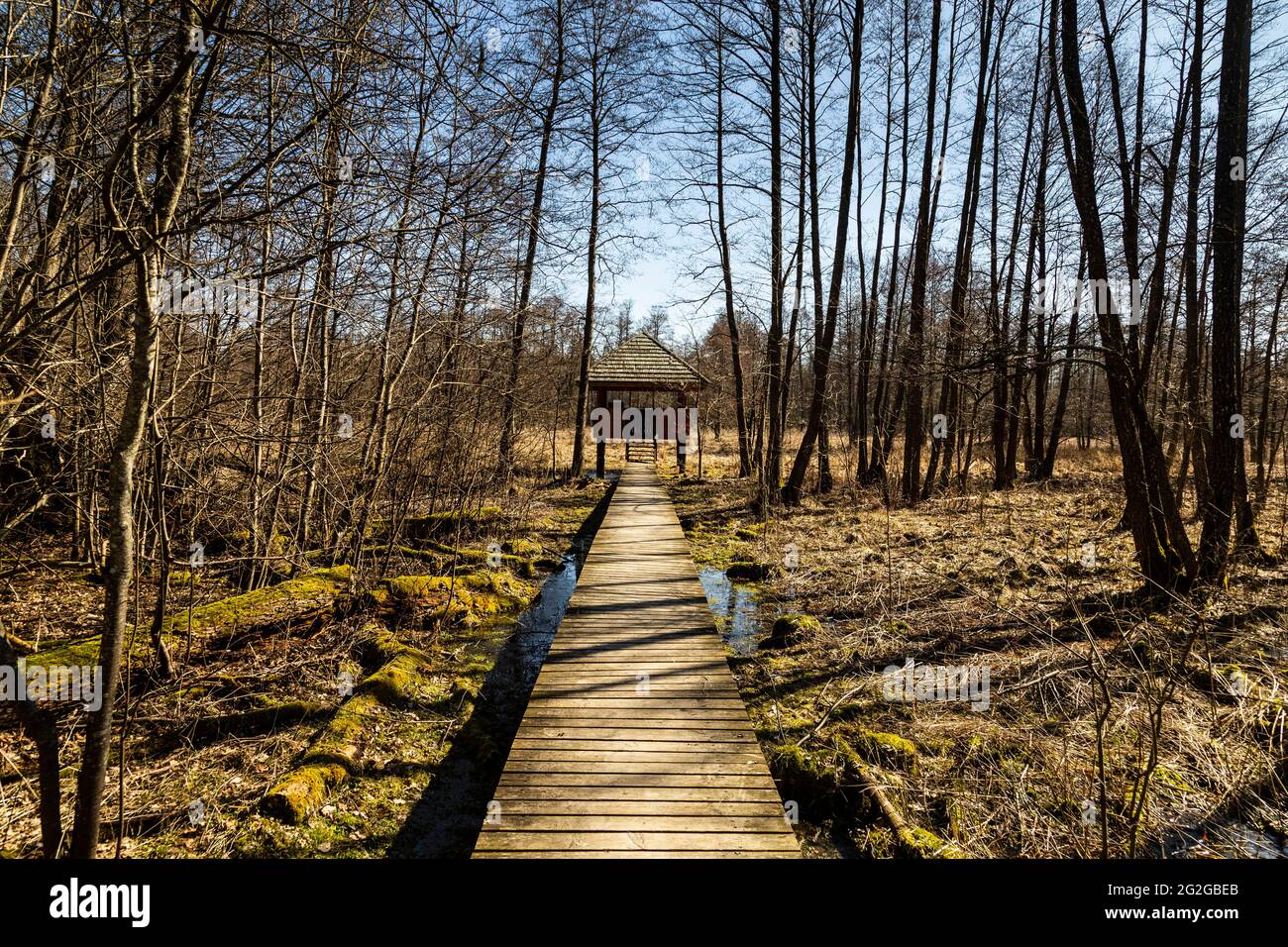 Europe, Pologne, Podlaskie Voivodeship, Bialowieza Forest / Puszcza Bialowieska - Bialowieza Nationalpark - Kosy MOST Banque D'Images