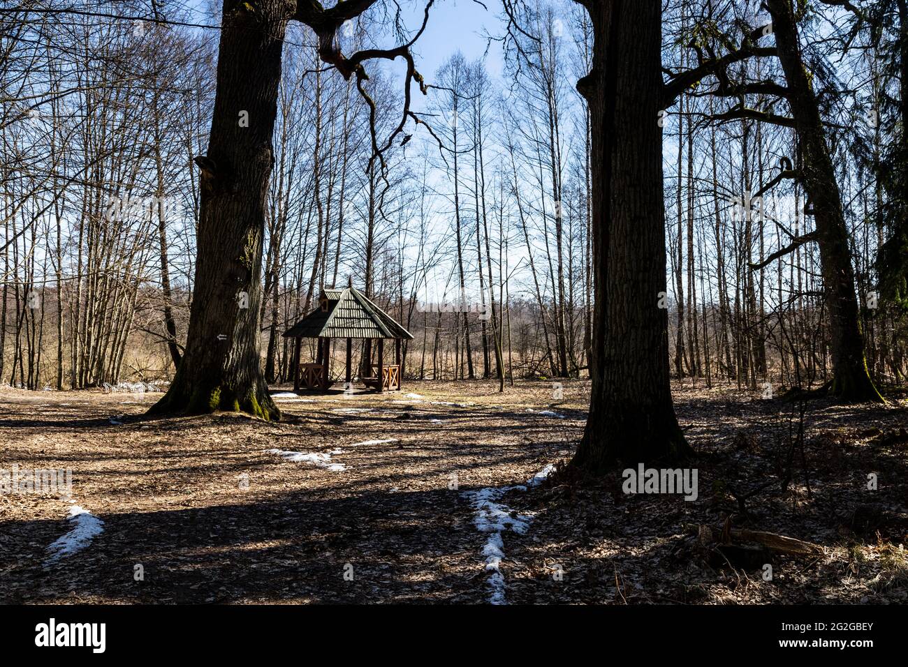 Europe, Pologne, Podlaskie Voivodeship, Bialowieza Forest / Puszcza Bialowieska - Bialowieza Nationalpark - Kosy MOST Banque D'Images