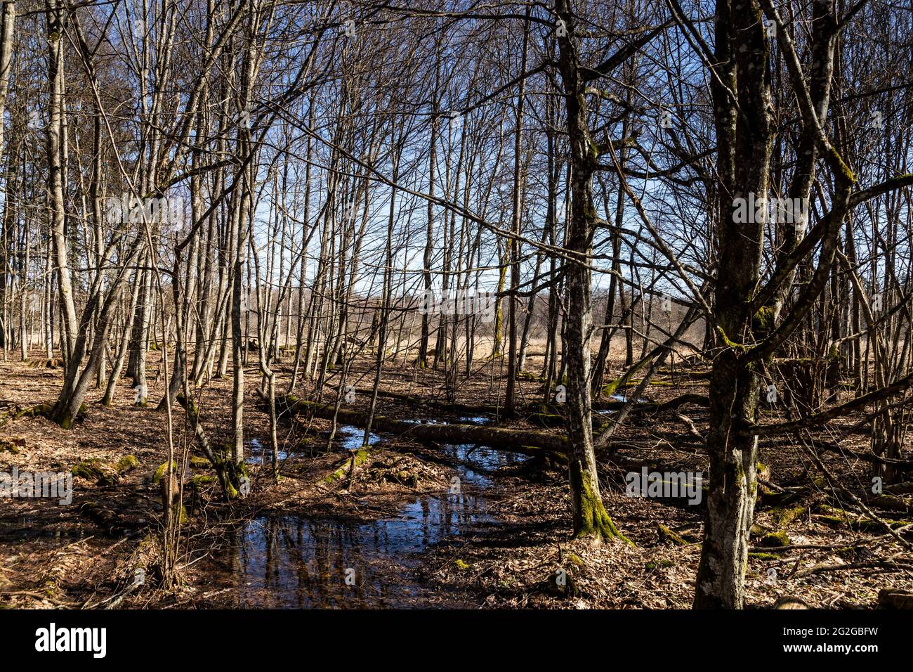 Europe, Pologne, Podlaskie Voivodeship, Bialowieza Forest / Puszcza Bialowieska - Bialowieza Nationalpark - Kosy MOST Banque D'Images