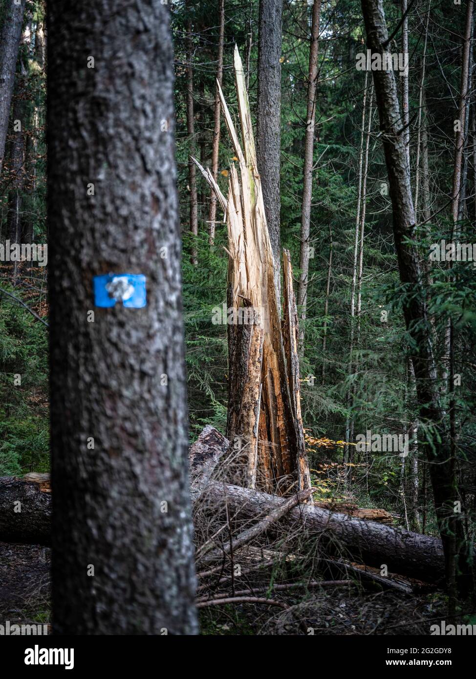 Foudre dans la forêt Banque D'Images