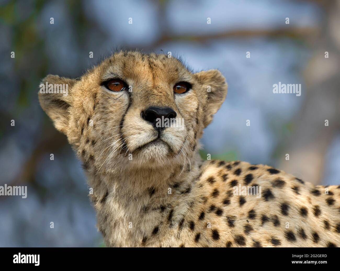 Portrait d'un guépard à la recherche d'une proie Banque D'Images