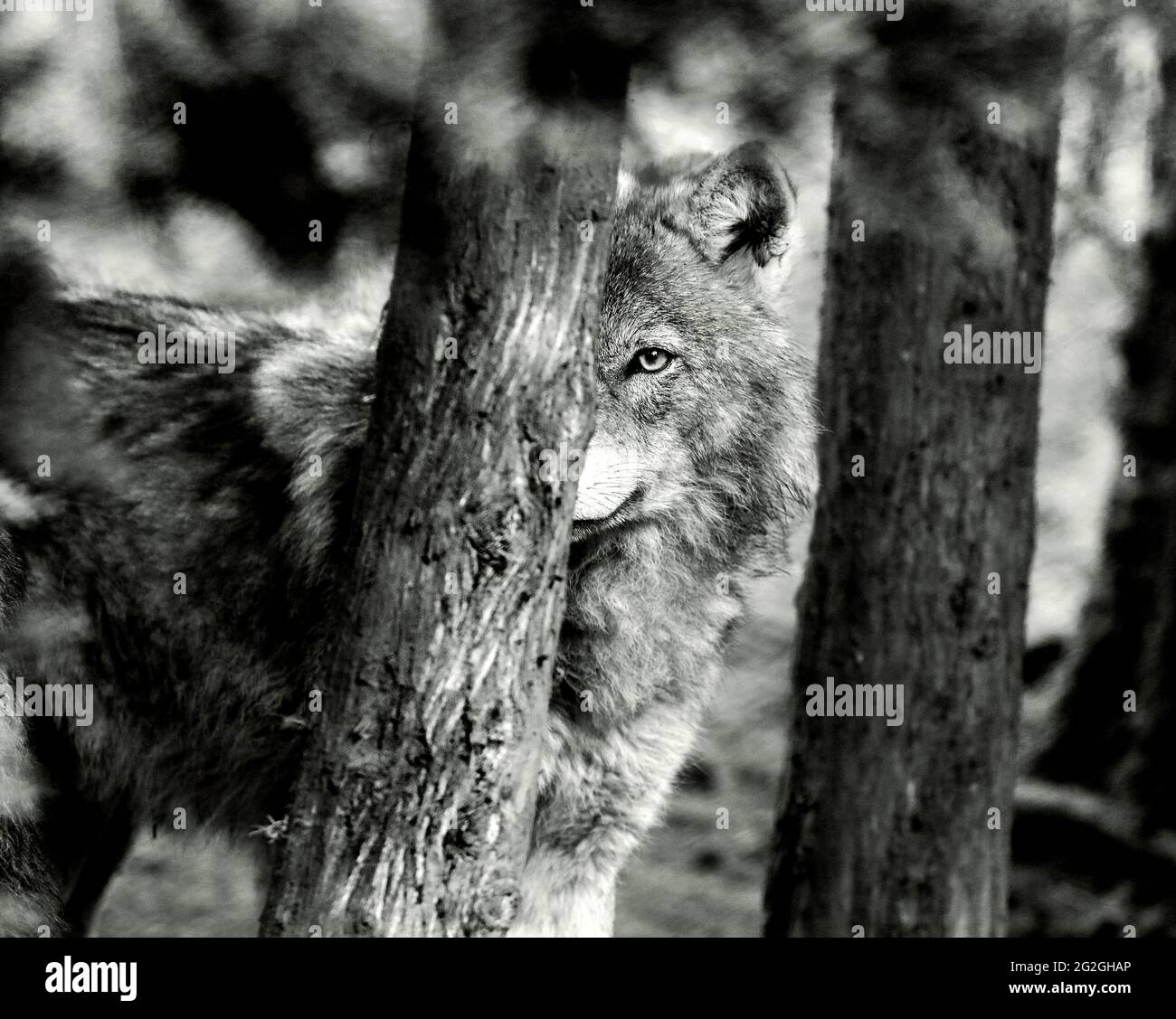 Loup en bois dans le portrait noir et blanc, géorgie Banque D'Images