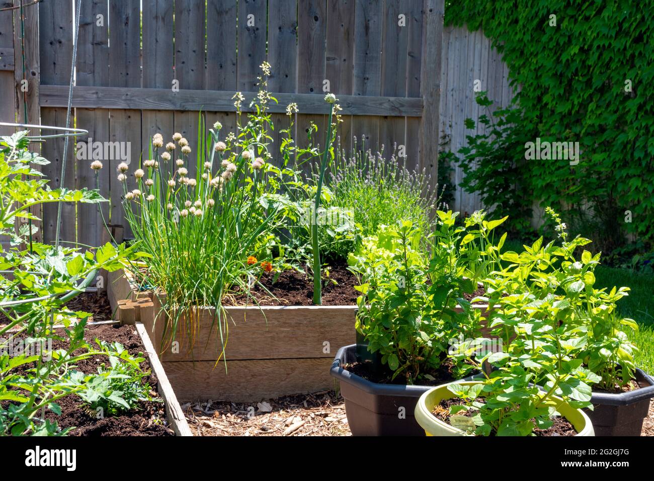 Ce petit jardin urbain de cour contient des lits de plantation carrés surélevés pour cultiver des légumes et des herbes tout au long de l'été. Banque D'Images