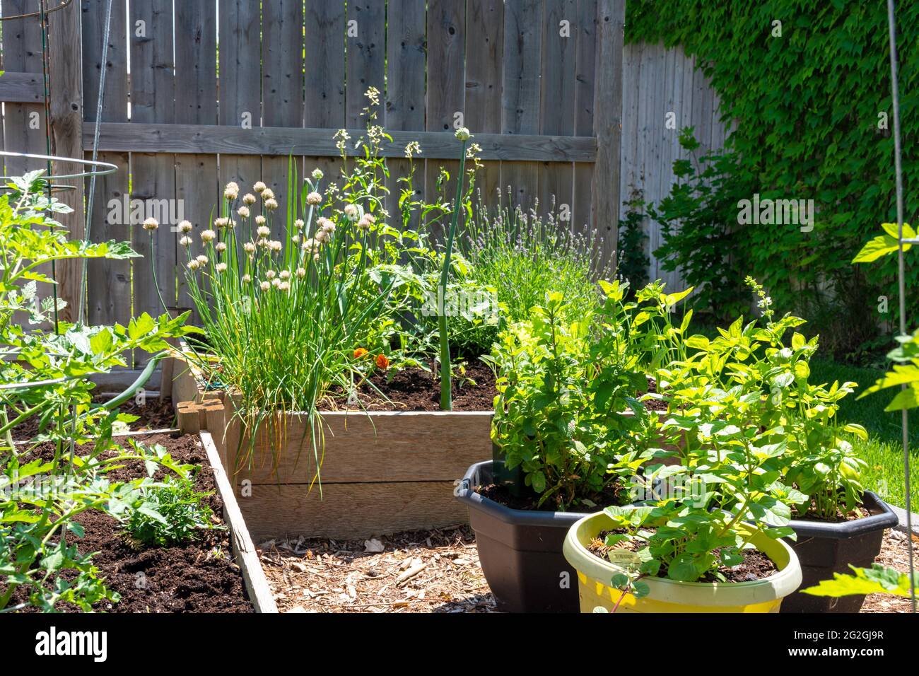 Ce petit jardin urbain de cour contient des lits de plantation carrés surélevés pour cultiver des légumes et des herbes tout au long de l'été. Banque D'Images