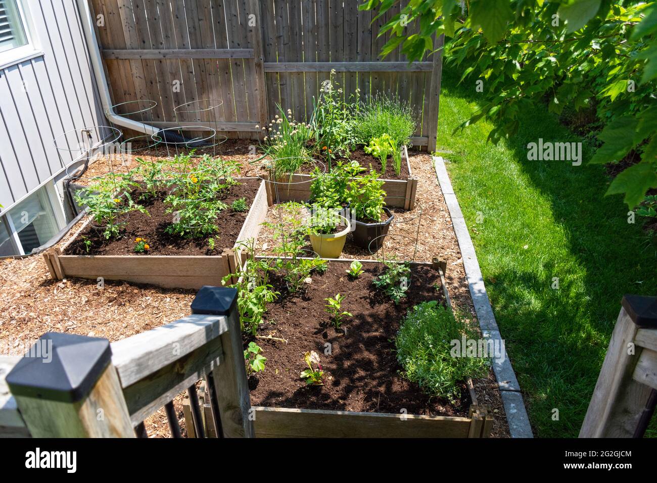 Ce petit jardin urbain de cour contient des lits de plantation carrés surélevés pour cultiver des légumes et des herbes tout au long de l'été. Banque D'Images