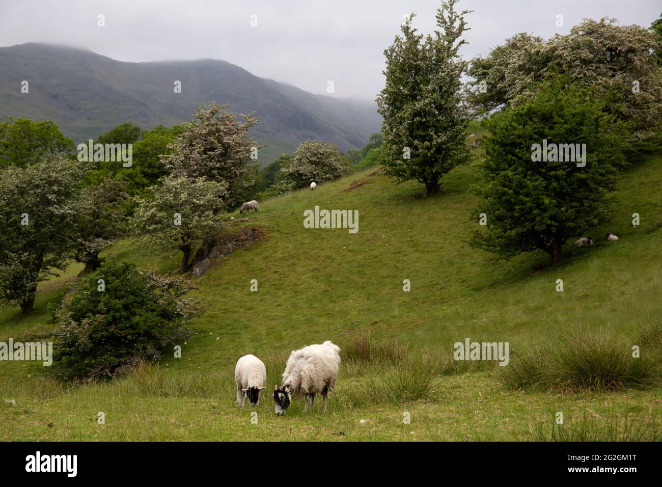 Moutons broutant dans les terres agricoles de la vallée de la Scandile, Lake District, Cumbria Angleterre Royaume-Uni Banque D'Images