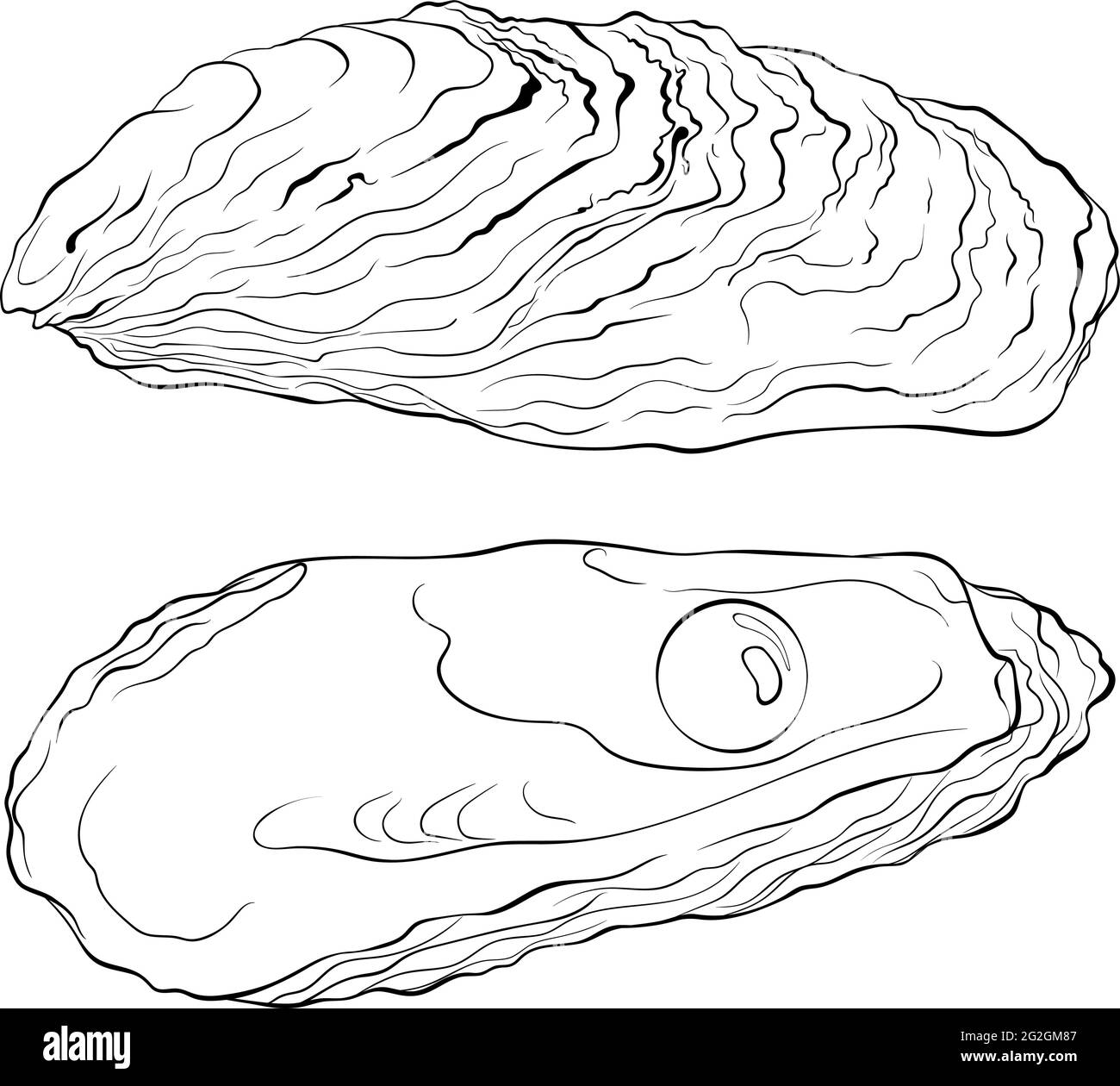 Coquilles d'huîtres avec perles Illustration de Vecteur
