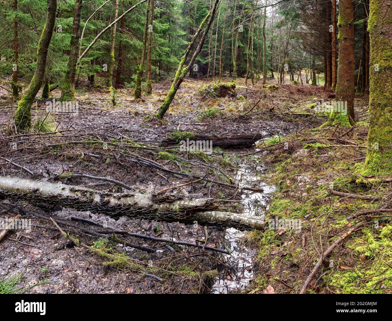 Sources de Schmutter, parc naturel des forêts de l'Ouest d'Augsbourg, Banque D'Images