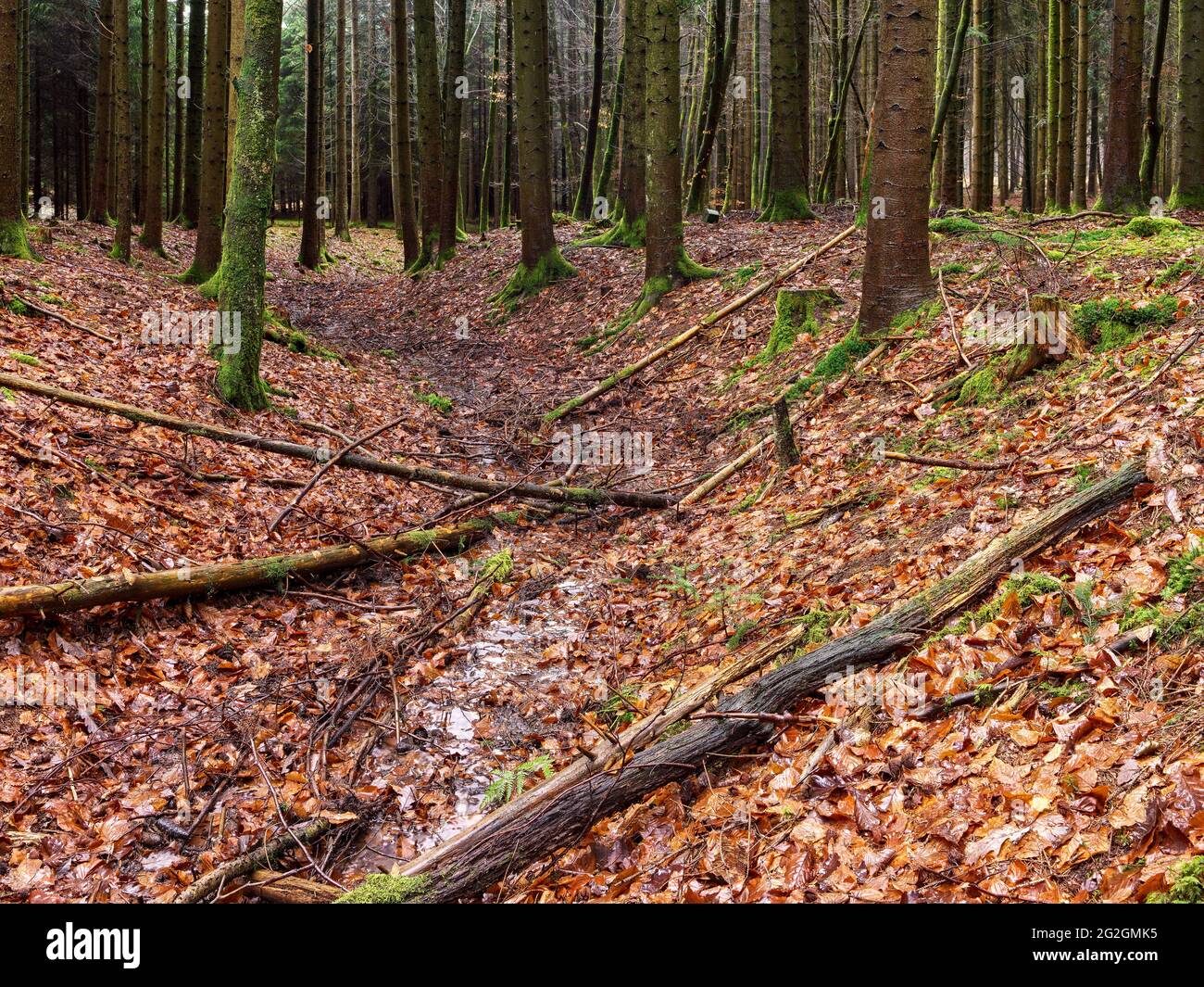 Sources de Schmutter, parc naturel des forêts de l'Ouest d'Augsbourg, Banque D'Images