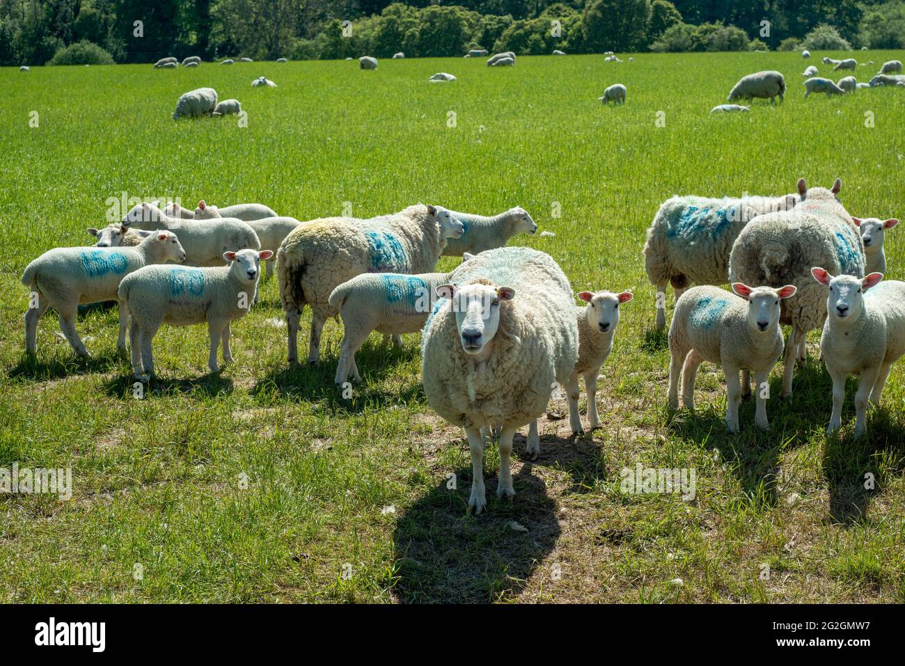 Agneaux et moutons dans un champ Banque D'Images