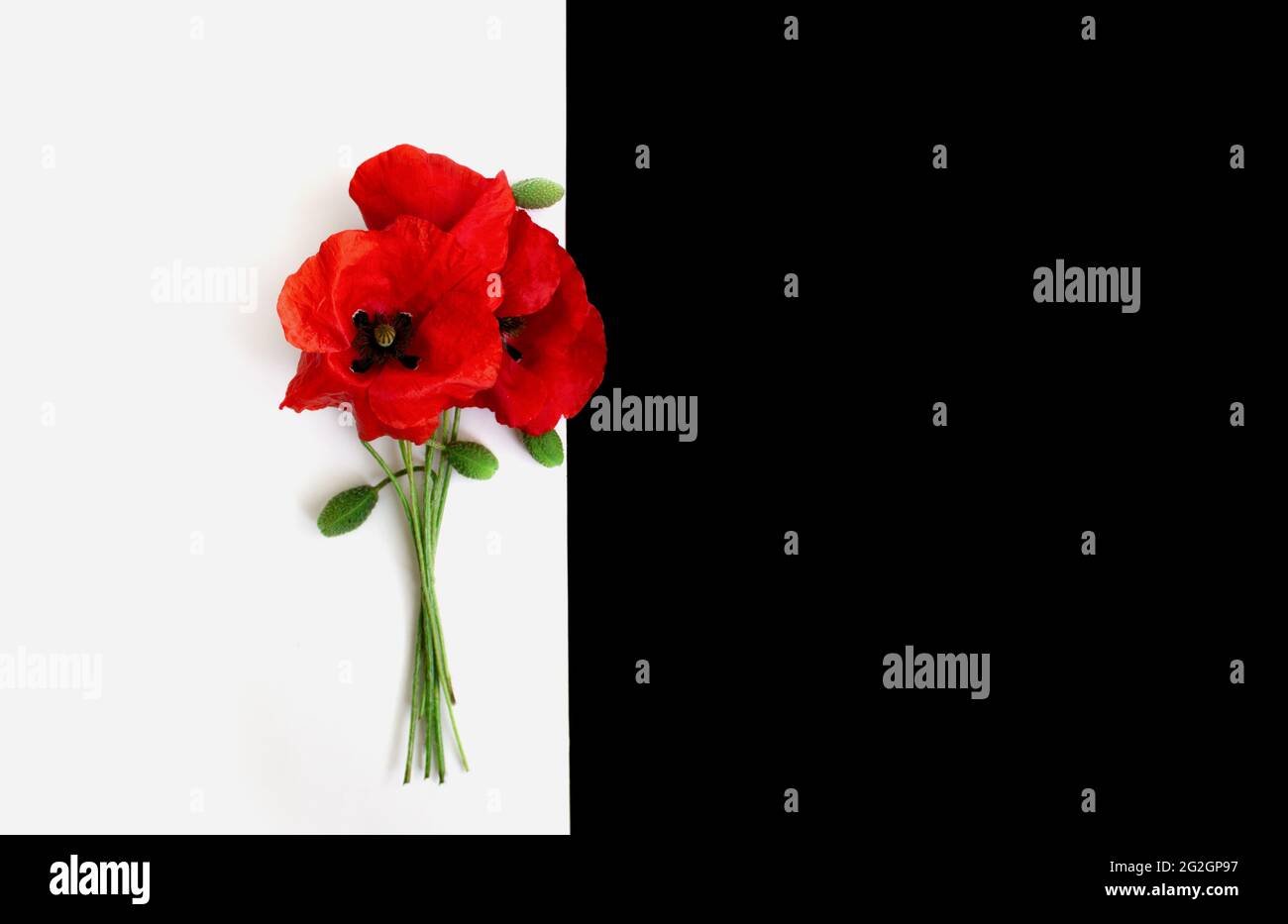 Bouquet de coquelicots rouges sur fond noir et blanc carte postale dans le style minimaliste, place pour le texte, gros plan. Banque D'Images
