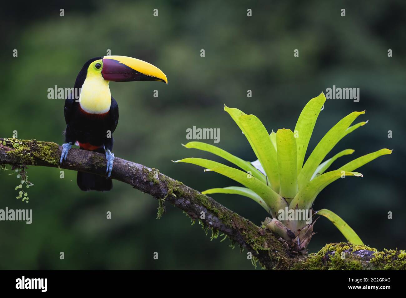 Toucan sous les tropiques du Costa Rica. Banque D'Images