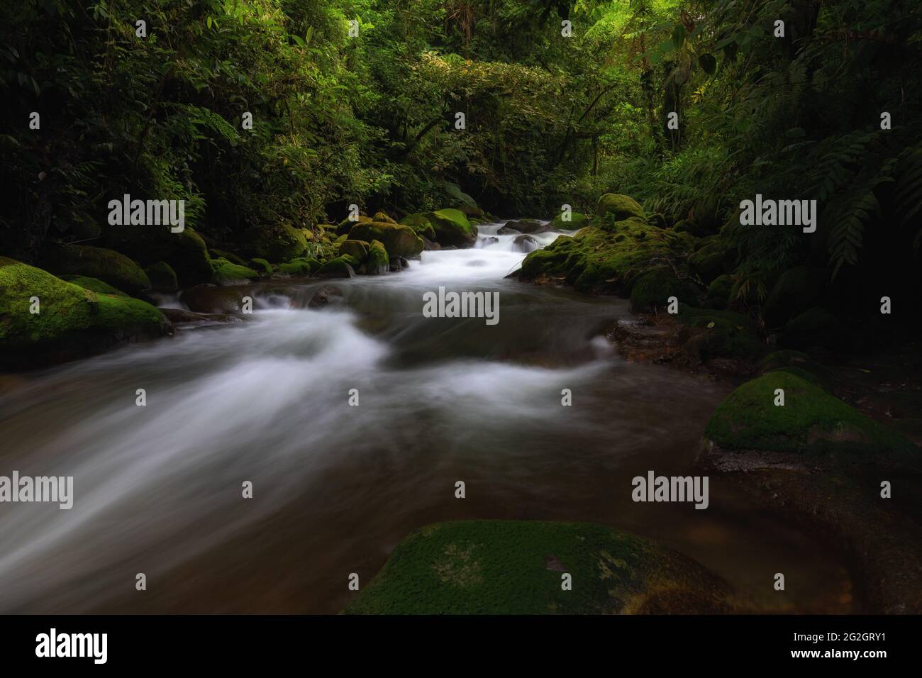 Ruisseau dans la forêt tropicale du Costa Rica. Banque D'Images