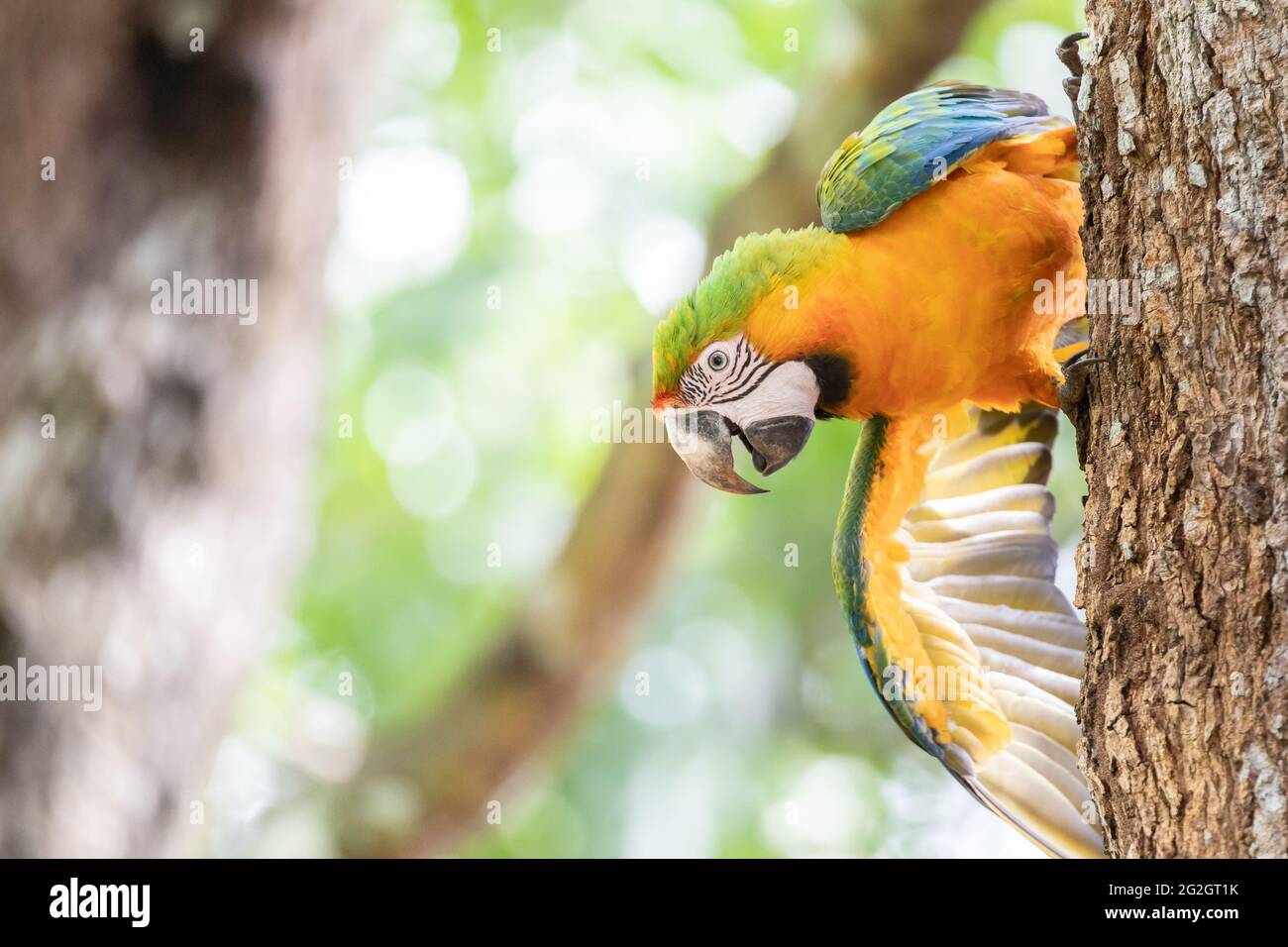 Macaw jaune et croisé dans les forêts du Costa Rica. Banque D'Images