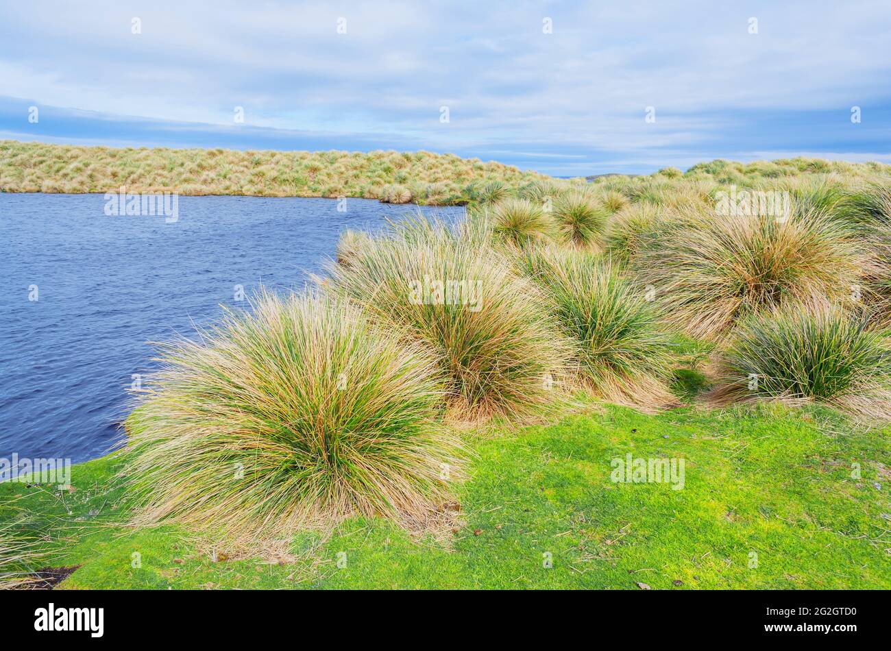 Paysage, Sea Lion Island, îles Falkland, Amérique du Sud Banque D'Images