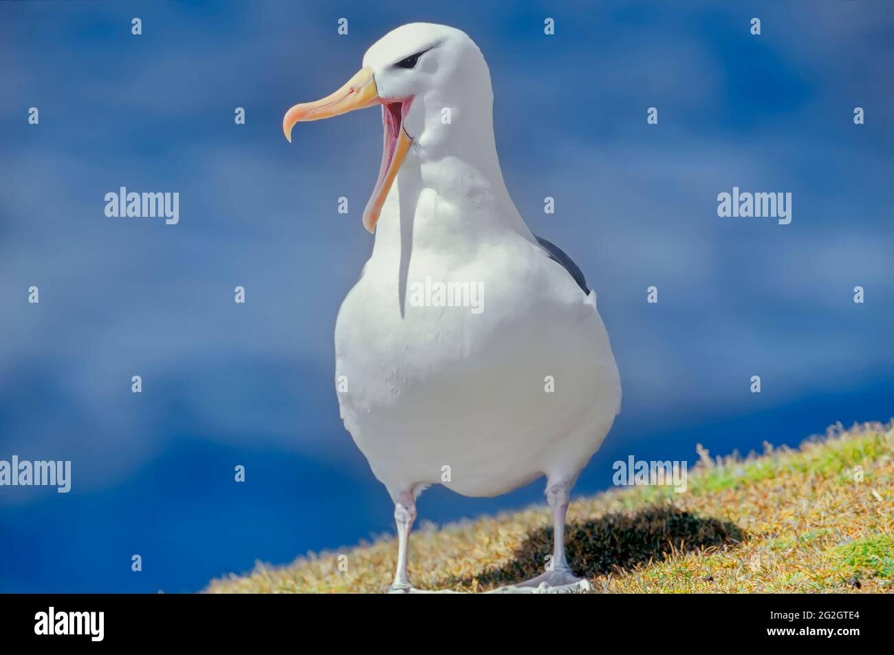 Guerre d'albatros à sourcils noirs, île de Saunders, îles Falkland, Atlantique Sud. Banque D'Images