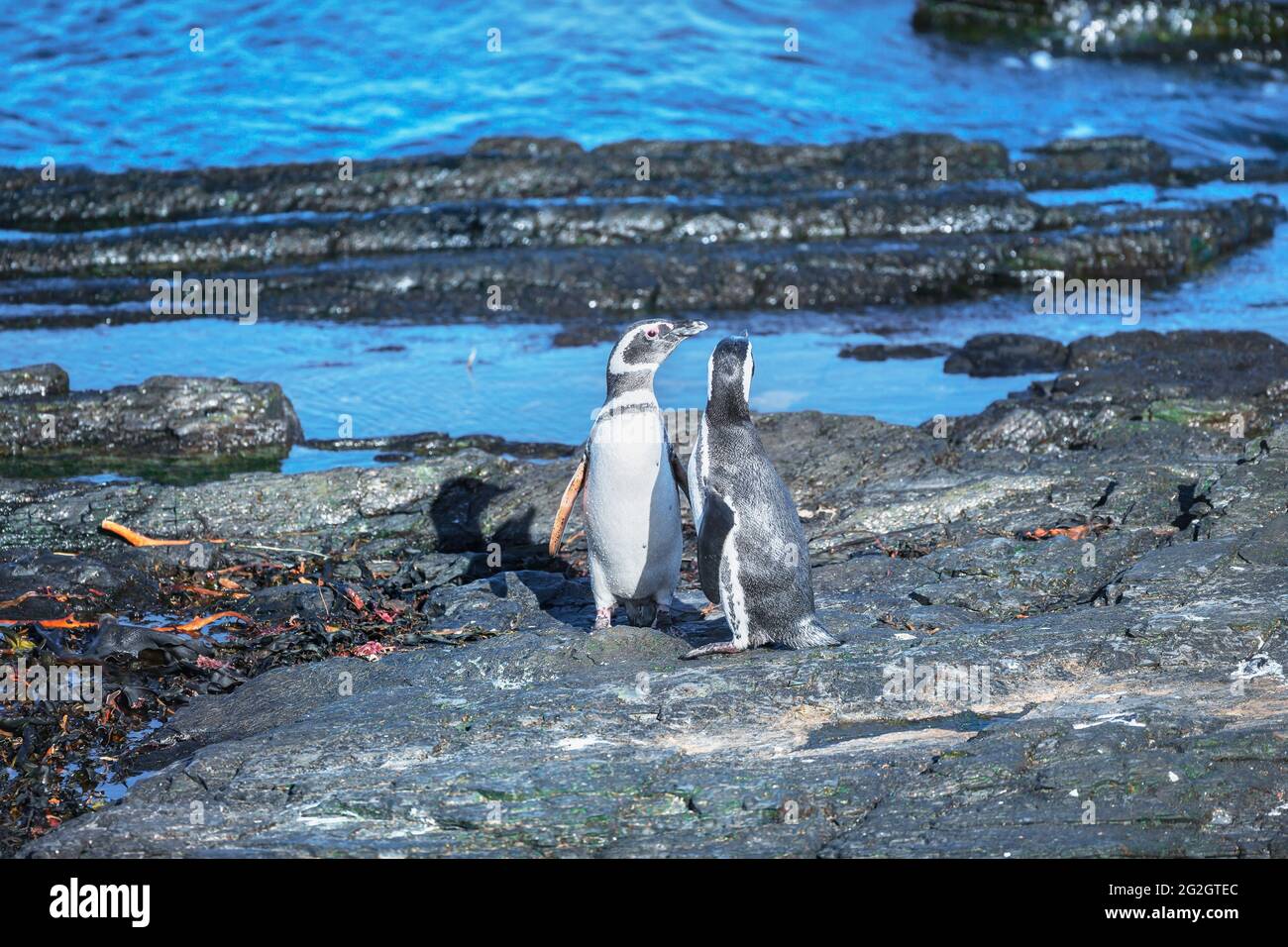 Manchots magellaniques (Spheniscus magellanicus) marchant, Sea Lion Island, Falkland Islands, Amérique du Sud Banque D'Images