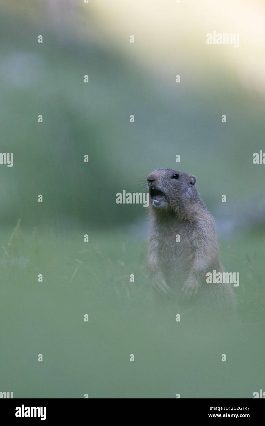 Marmottes sur un pâturage alpin dans la région de Dachstein. Banque D'Images