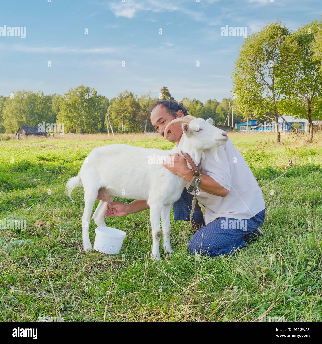 Un homme asiatique âgé en chemise blanche qui traite une chèvre blanche avant d'être sur un pré dans un village sibérien, en Russie Banque D'Images