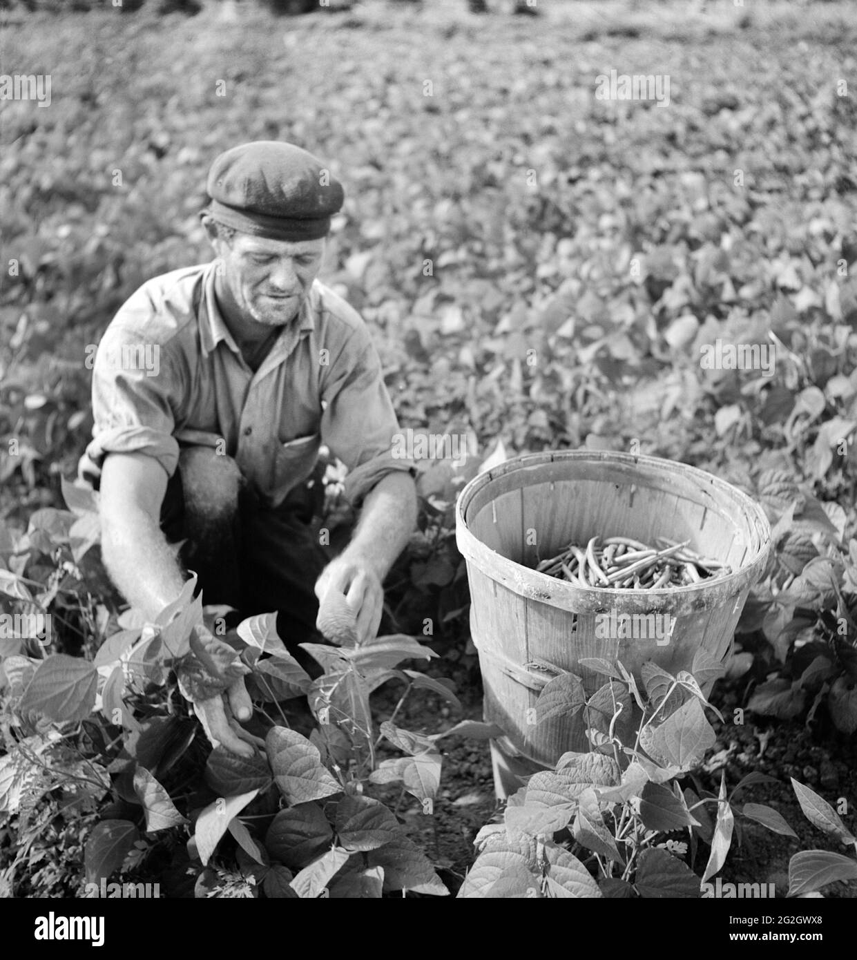 Travailleur migrant cueillant des haricots à Field, Homestead, Floride, États-Unis, Marion Post Wolcott, Administration américaine de la sécurité agricole, janvier 1939 Banque D'Images