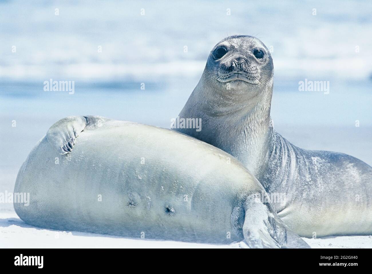 Deux veaux du phoque du Sud (Mirounga leonina) sur une plage de sable, îles Falkland, Amérique du Sud Banque D'Images