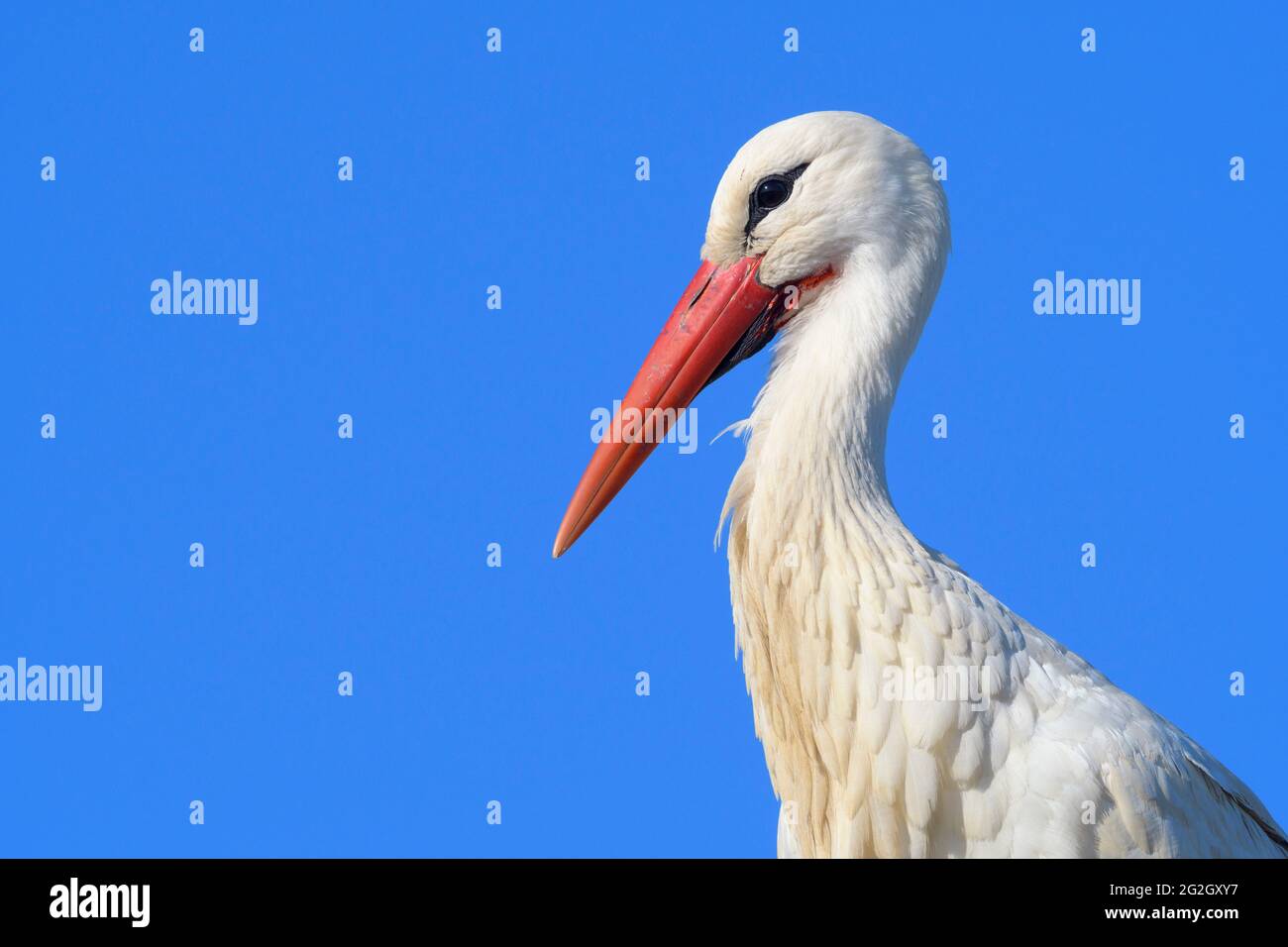 Ciconie blanche (Ciconia ciconia), printemps, mars, Hesse, Allemagne Banque D'Images