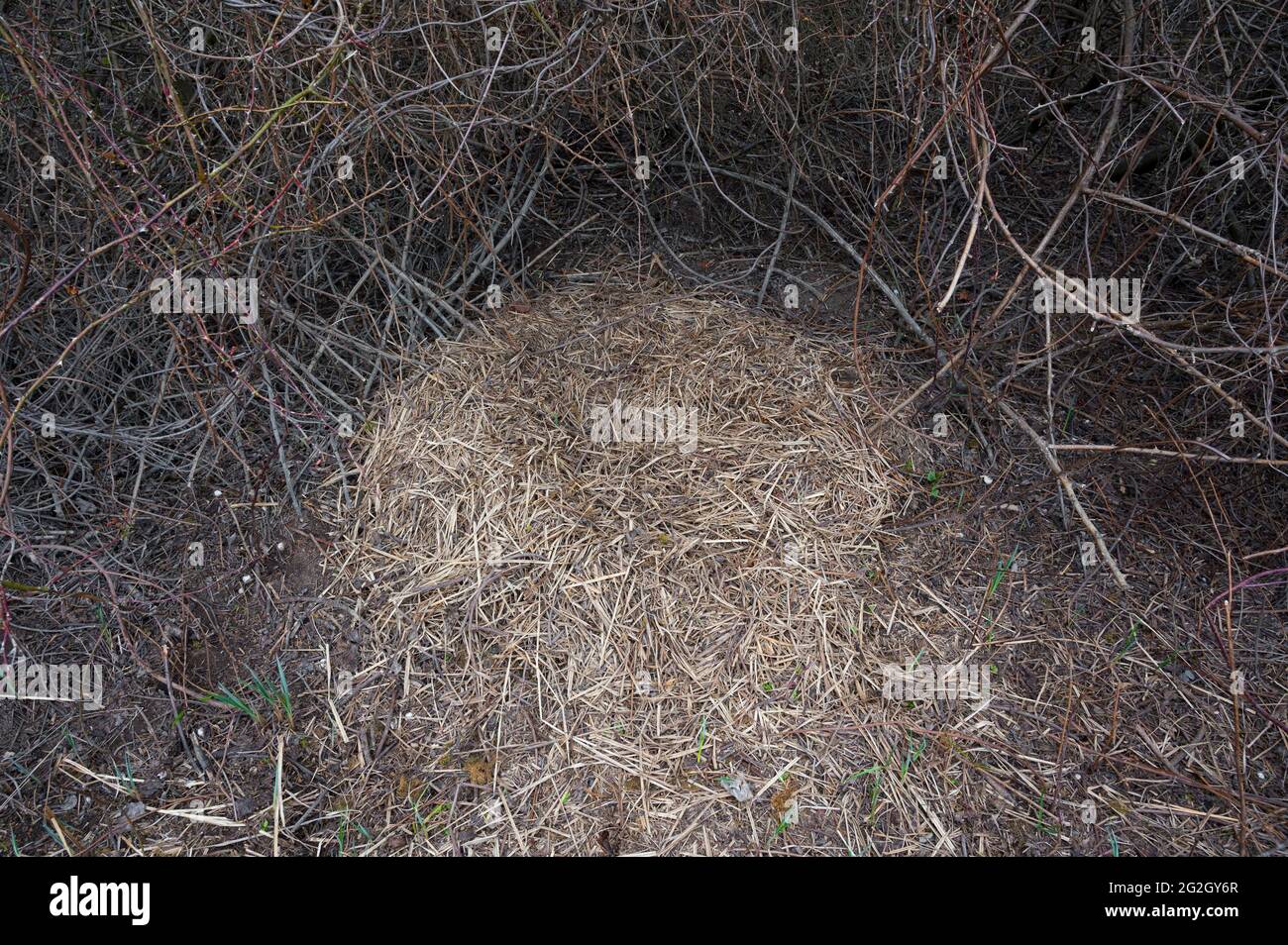 Bouilloire (berth) d'un sanglier (sus scrofa) dans une haie, printemps, Hesse, Allemagne Banque D'Images