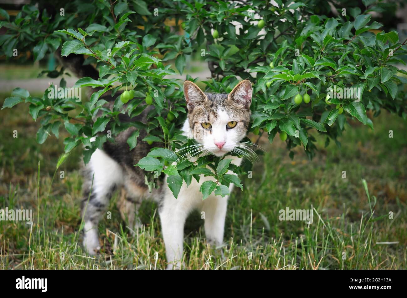 le chat sans-abri marche dans la cour et regarde de manière sensuelle. arbre de camouflage Banque D'Images