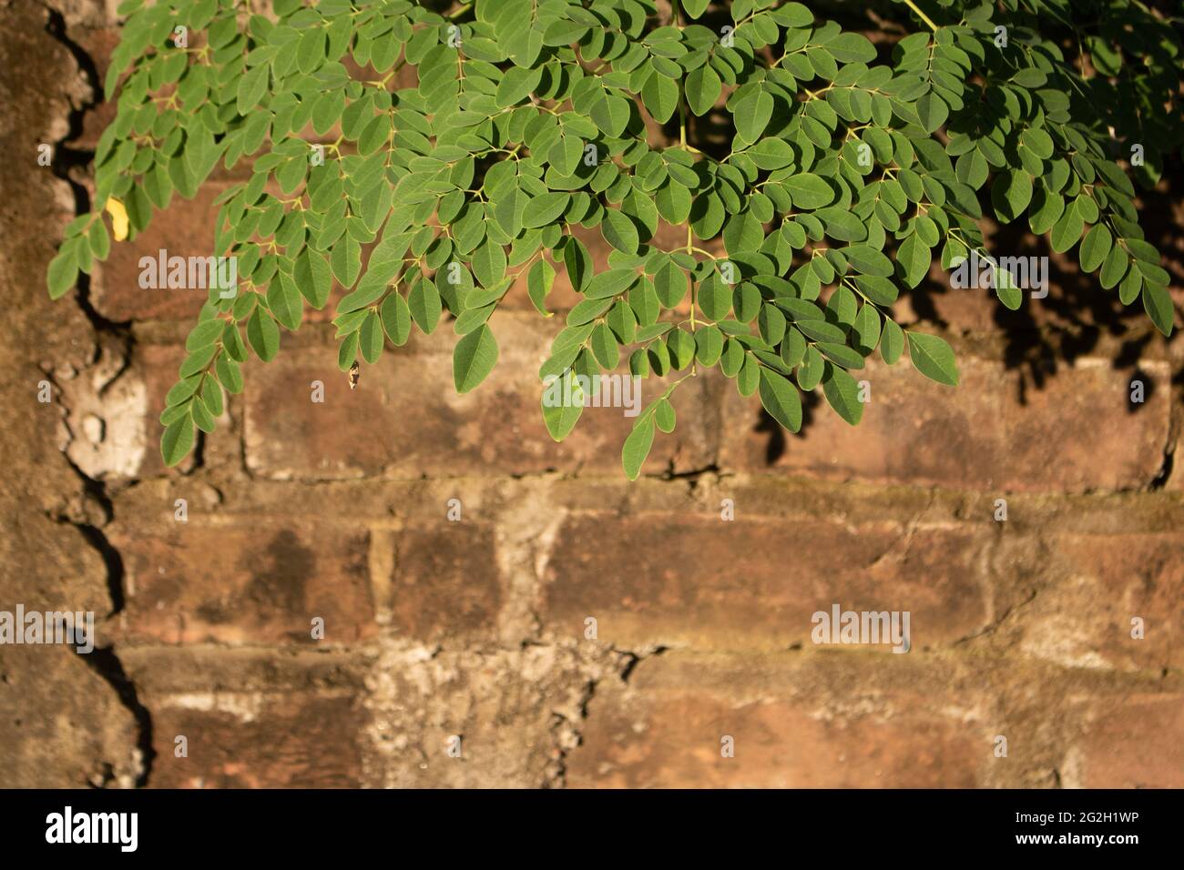 Feuilles de Moringa fraîches et vertes. Les vieux murs de briques sont recouverts de feuilles vertes. Il peut s'agir d'un arrière-plan magnifique. Banque D'Images