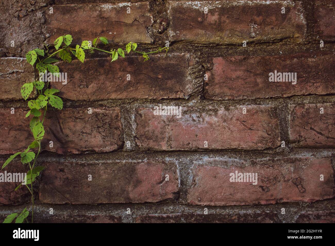 Feuilles de Moringa fraîches et vertes. Les vieux murs de briques sont recouverts de feuilles vertes. Il peut s'agir d'un arrière-plan magnifique. Banque D'Images