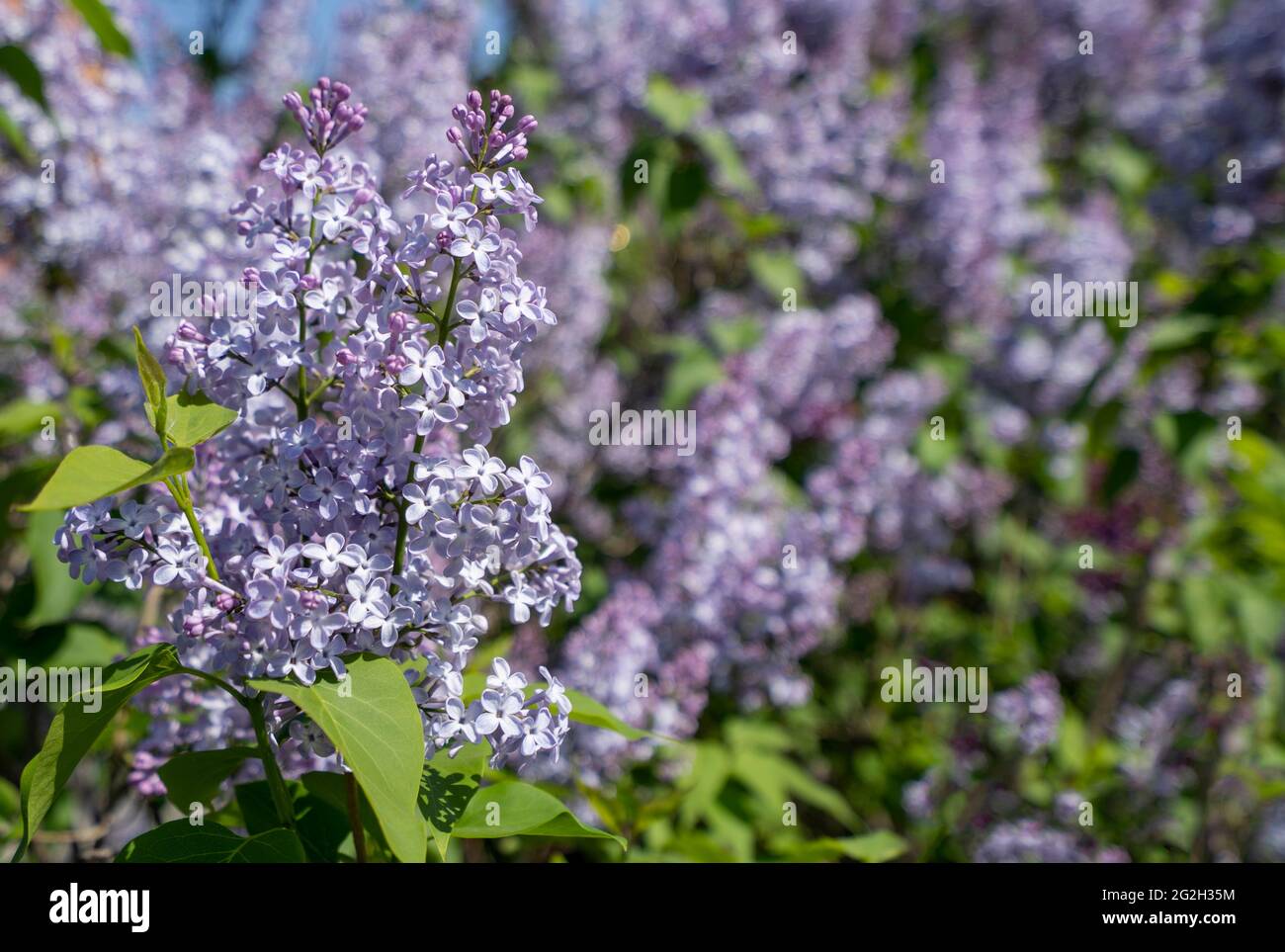 Branche lilas en gros plan avec espace de texte Banque D'Images