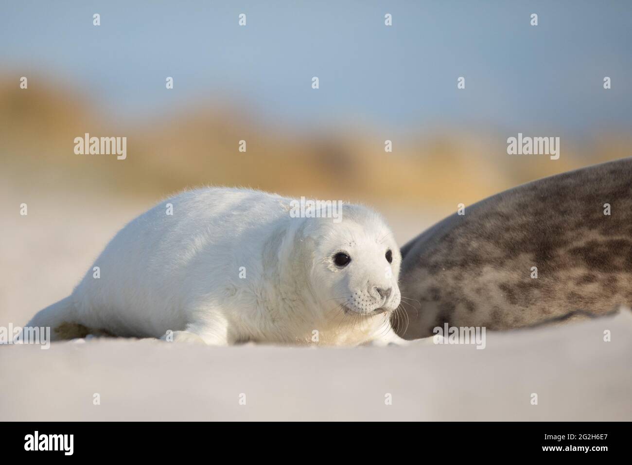 Sceau gris sur Heligoland. Banque D'Images