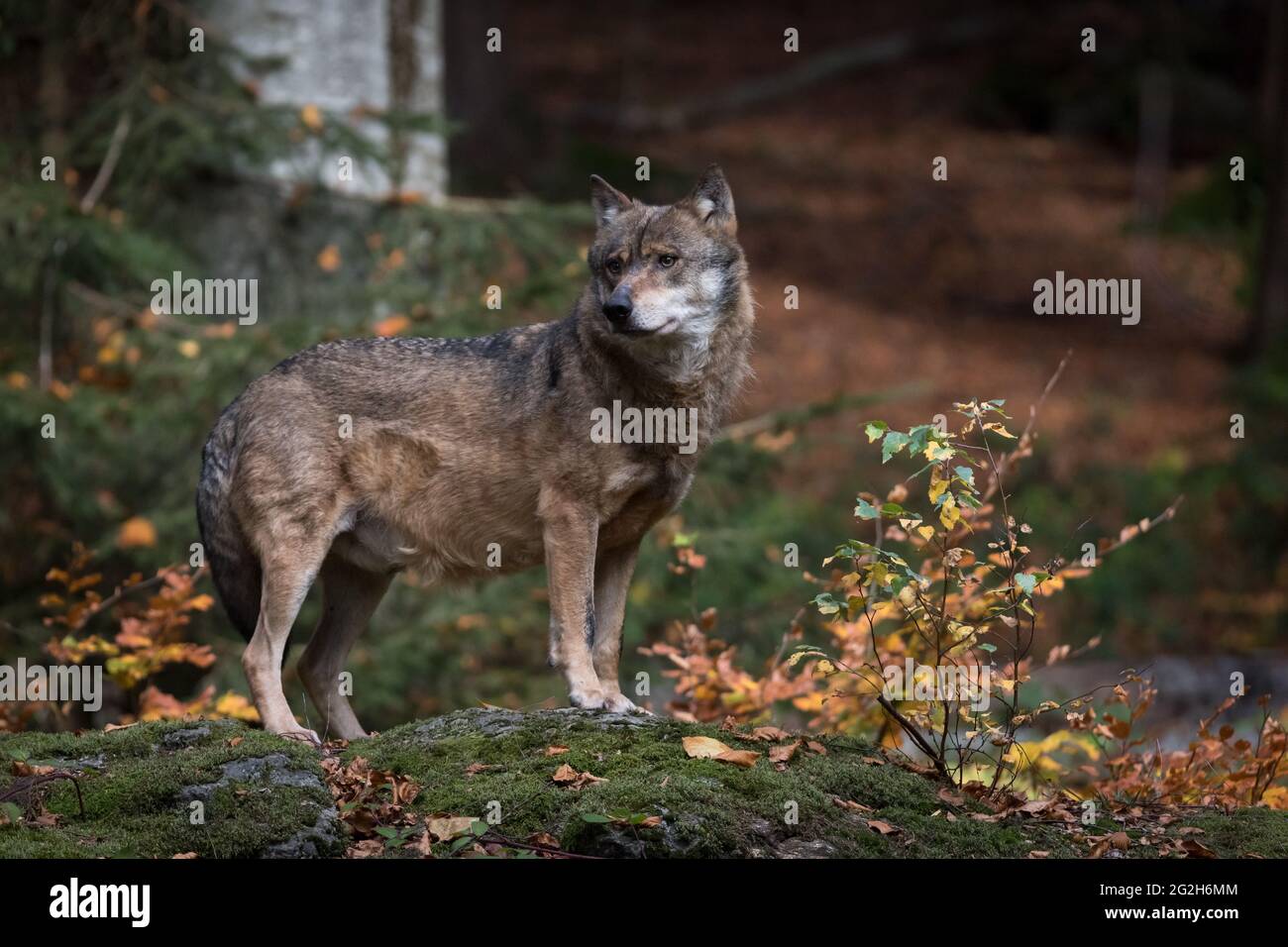 Loup dans la zone sans animaux de la forêt bavaroise NP. Banque D'Images