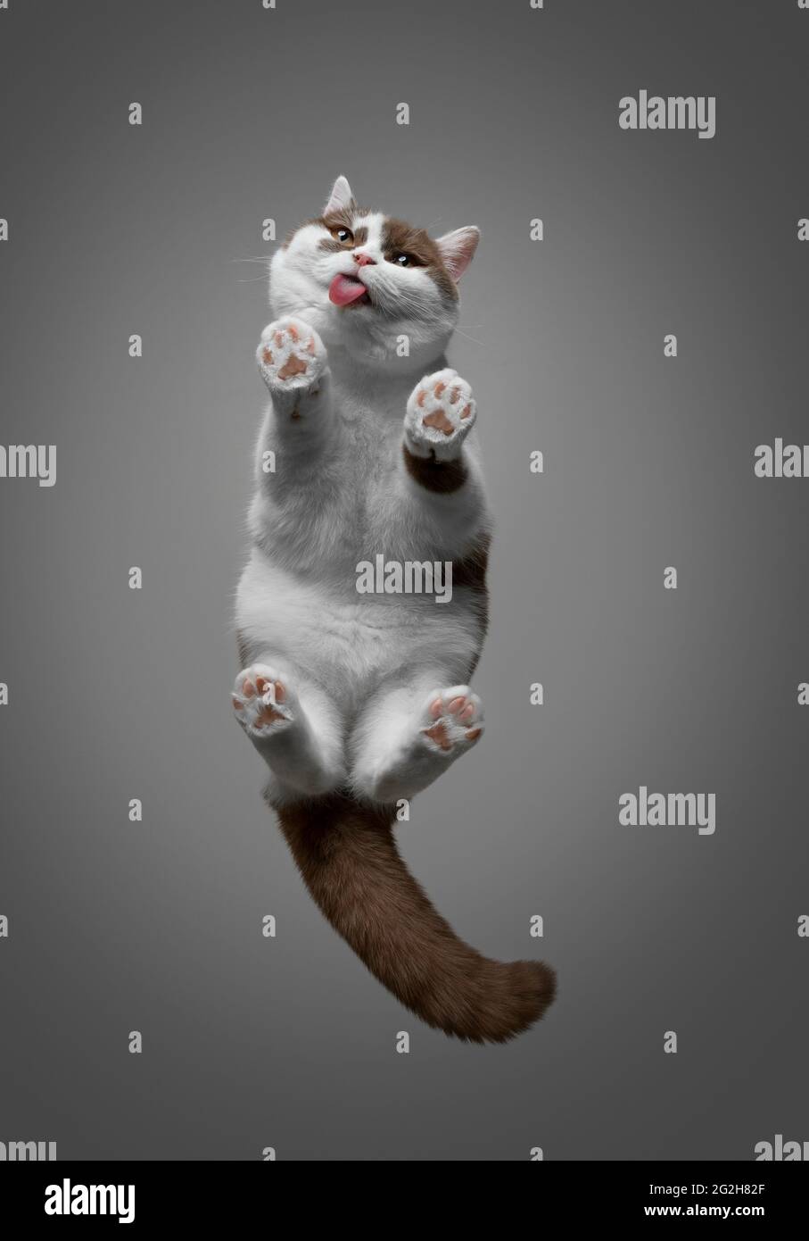 Sous Vue D Un Chat Anglais De Shorthair Blanc De Couleur Cannelle Debout Sur Le Panneau En Verre Invisible Qui Depasse La Languette Avec L Espace De Copie Photo Stock Alamy