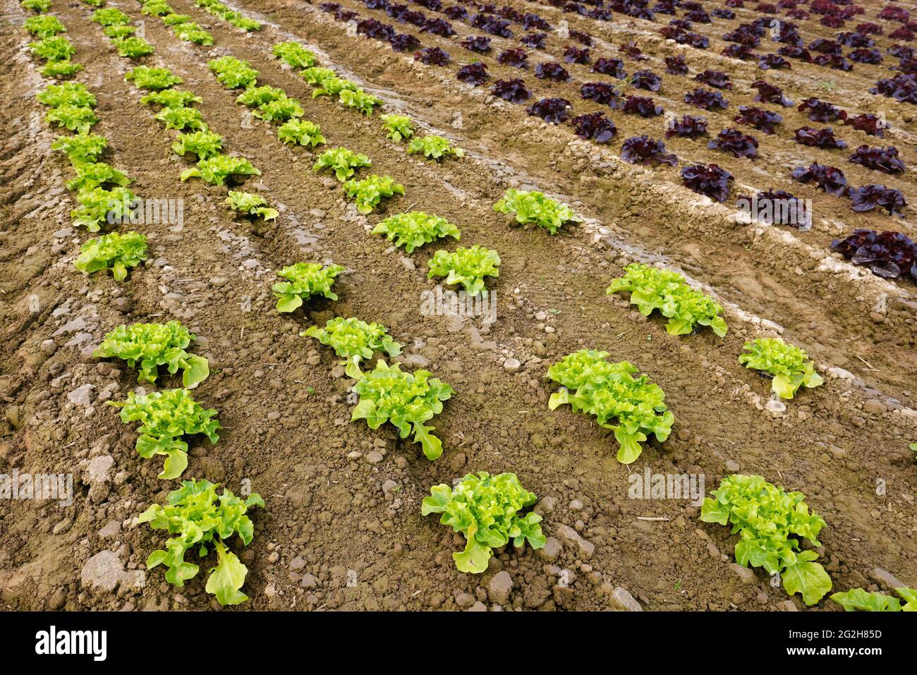 Welver, district de Soest, pays aigre, Rhénanie-du-Nord-Westphalie, Allemagne - culture végétale, laitue plantée en rangées sur le champ, laitue à feuilles de chêne (Lactus sativa var. Crispa), aussi de la laitue à feuilles de chêne ou de la laitue américaine. Banque D'Images