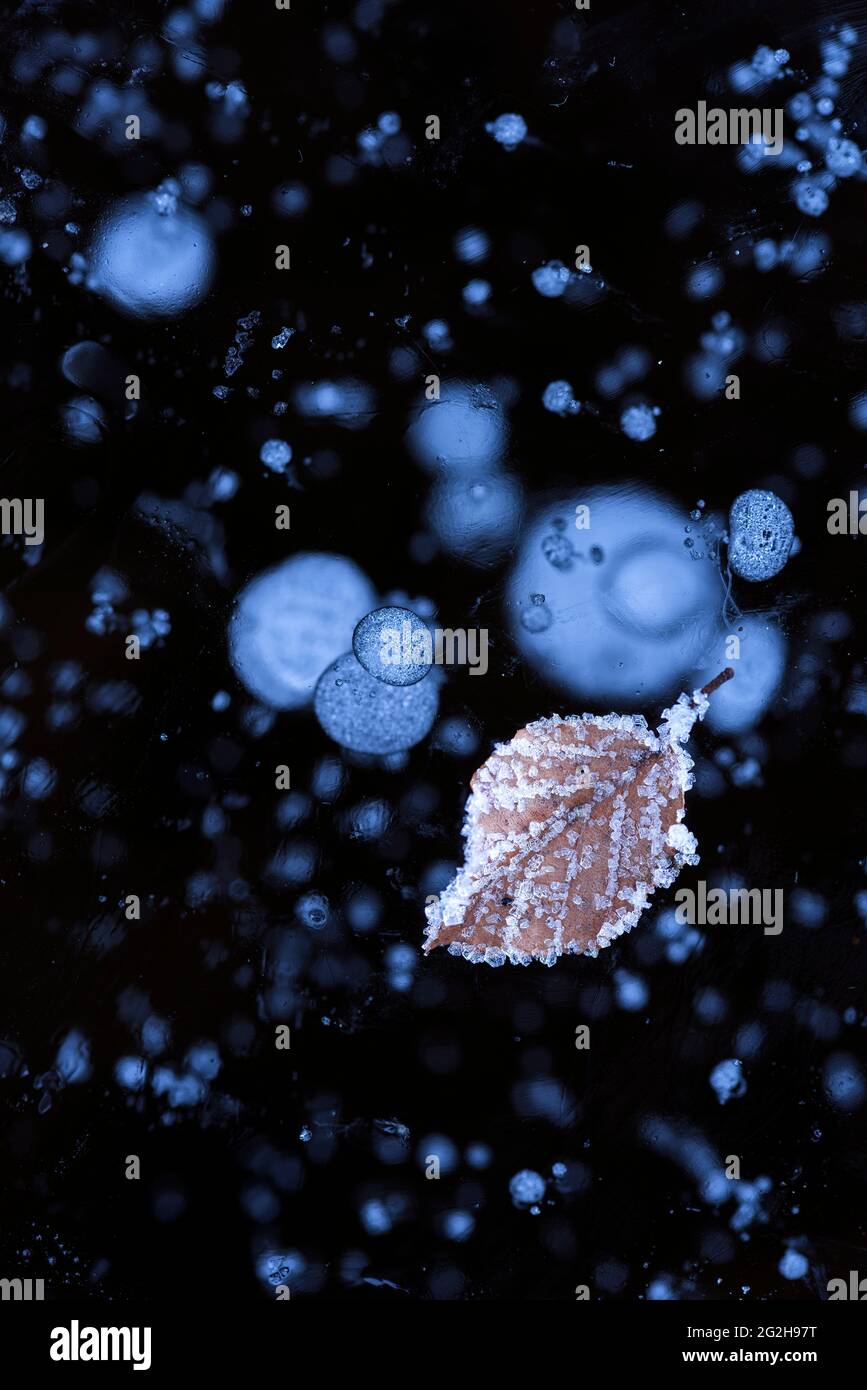 Feuille recouverte de givre sur un lac glacé, bulles d'air piégées dans la glace, Allemagne, Bade-Wurtemberg, Forêt Noire du sud, Nonnenmattweiher Banque D'Images