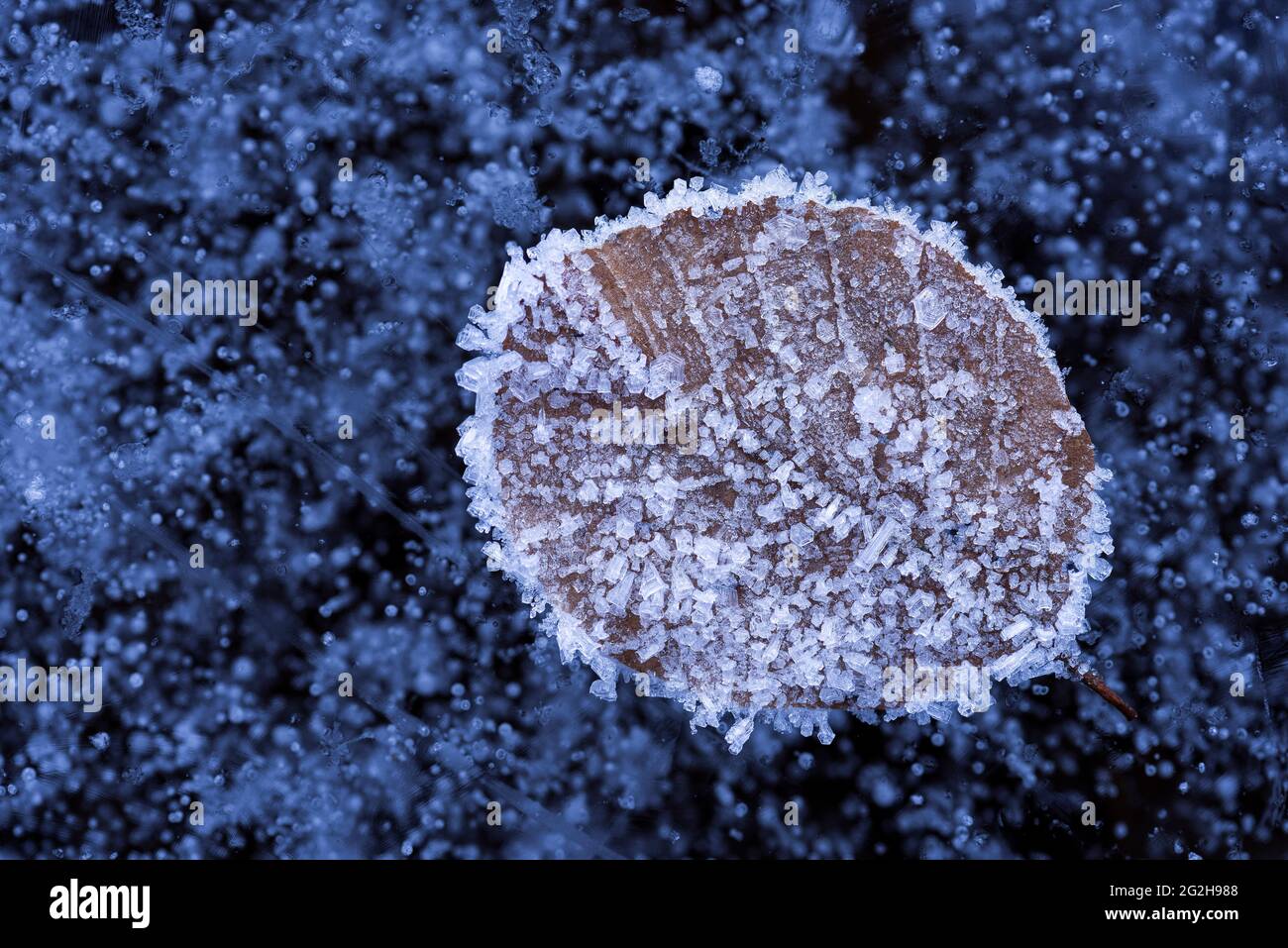 Feuille recouverte de givre sur un lac glacé, bulles d'air piégées dans la glace, Allemagne, Bade-Wurtemberg, Forêt Noire du sud, Nonnenmattweiher Banque D'Images
