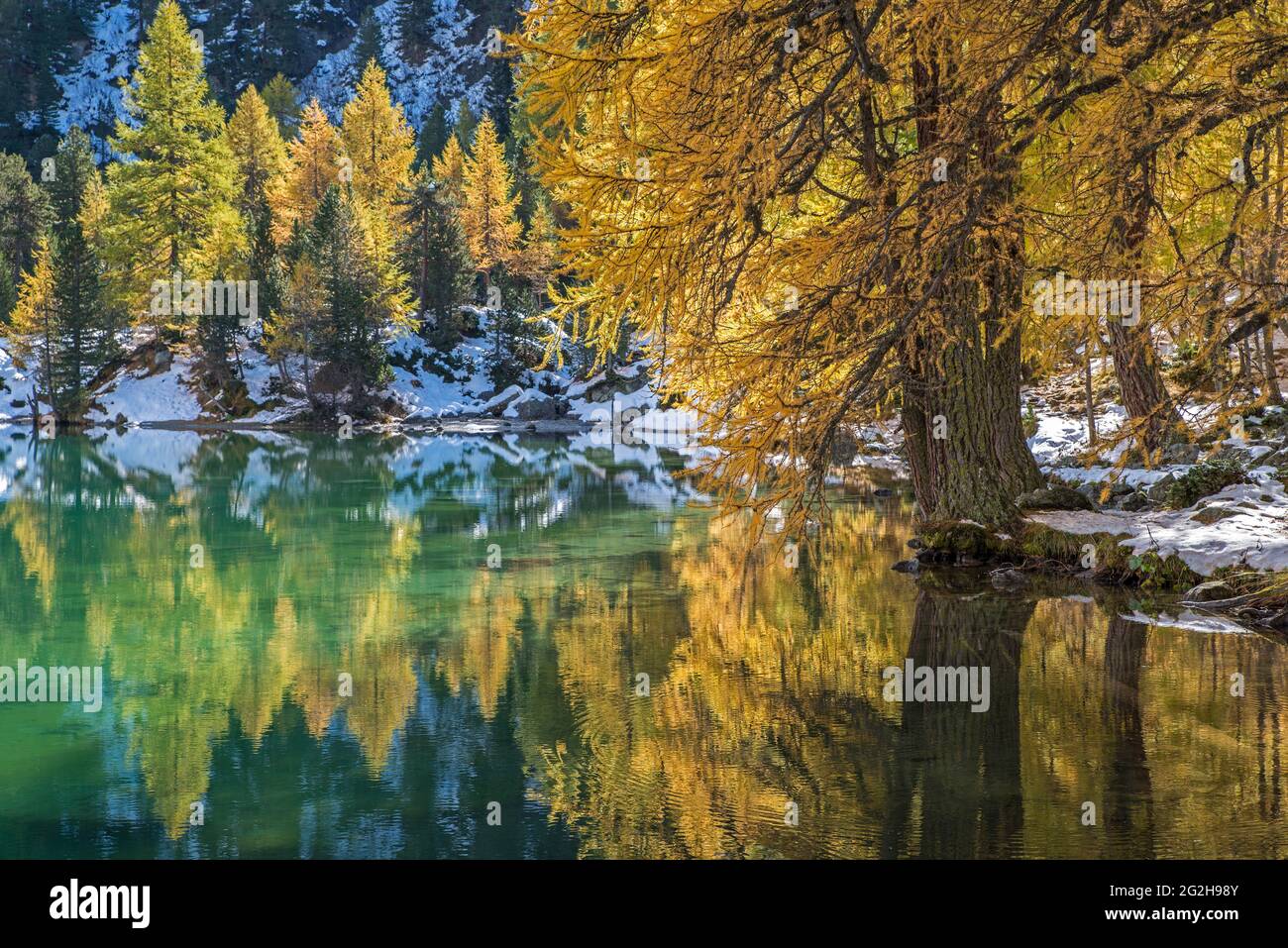 Automne au lac Palpuognasee, les larches se reflètent dans l'eau couleur émeraude, en Suisse, canton de Grisons, près de Preda Banque D'Images