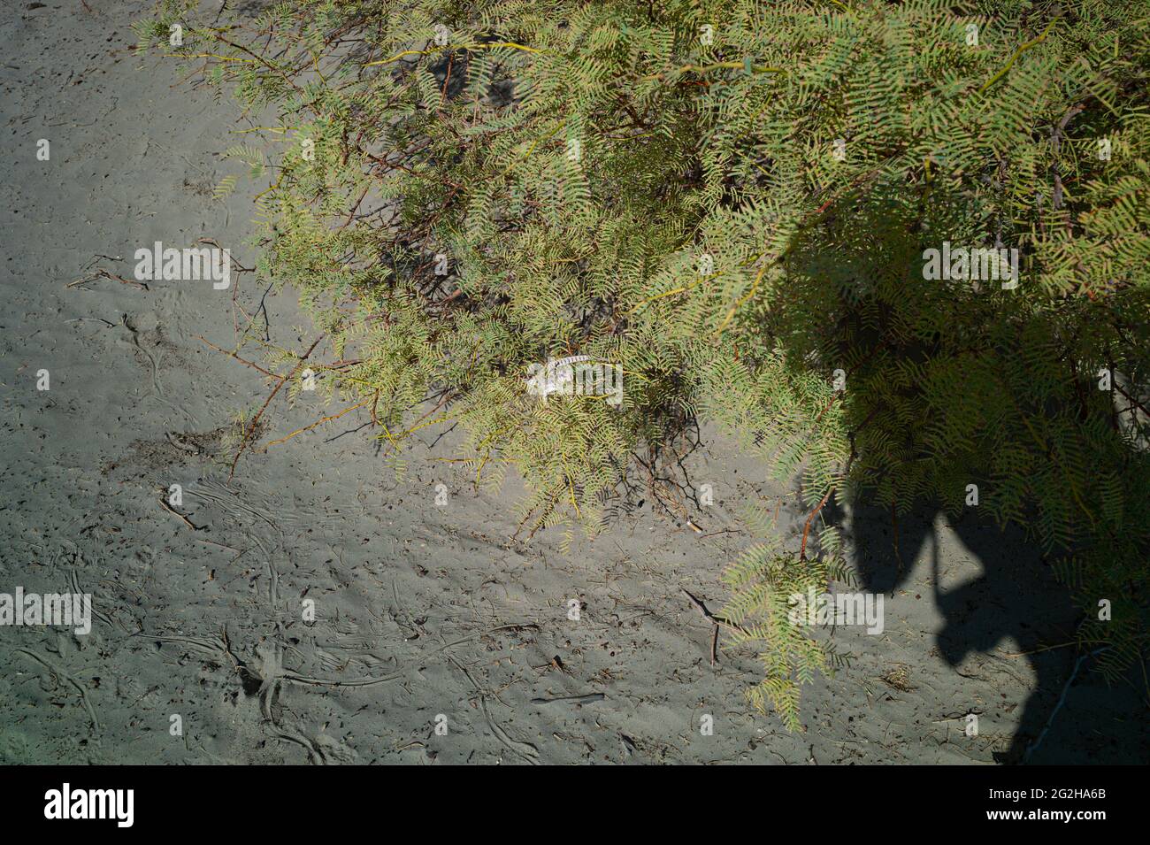 En journée aux dunes de sable de Mesquite Flat dans le parc national de la Vallée de la mort, Californie, États-Unis Banque D'Images