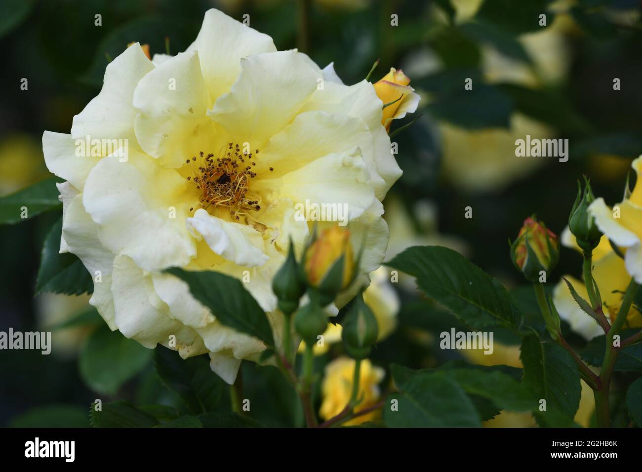 Heilpflanze Rose - rosa - mit herrlicher Rosenblüte als Zeichen der Liebe und Freudschaft und war Grundstock der europäischen Gartenkultur, Banque D'Images