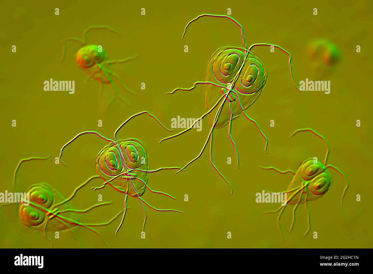 Parasite Giardia lamblia, illustration Banque D'Images