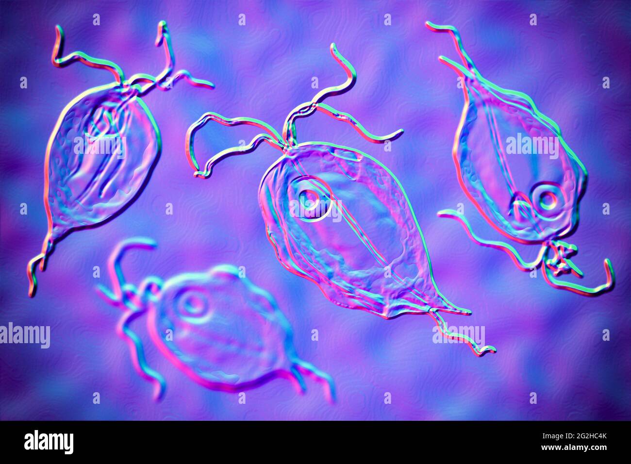 Parasite intestinal de Pentatrichomonas, illustration Banque D'Images