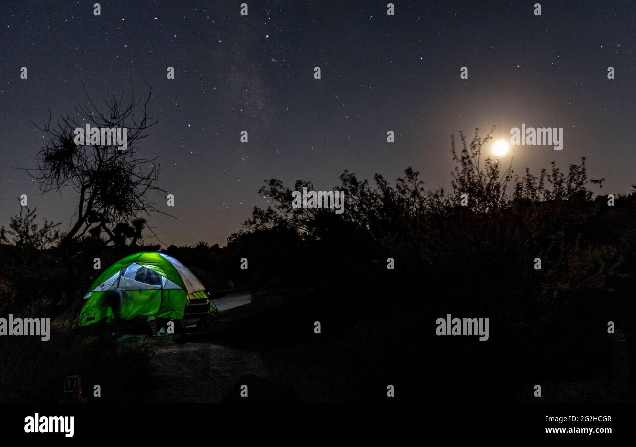 Le ciel nocturne parsemé de milliers d'étoiles au-dessus de Joshua Tree dans le parc national de Joshua Tree, comté de San Bernadino, Californie du Sud, États-Unis Banque D'Images